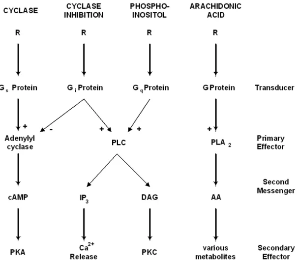 Figure 5.5: Networking pathways of the principal metabotropic second messenger systems
