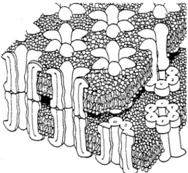 Figure 5.9: Illustration of the gap junction synapse. The spacing of the synaptic cleft at a gap junction  narrows to around 3.5 nm (compared to 20 nm for a chemical synapse)