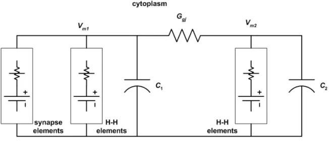 Figure 5.10: Simplified circuit model of two neurons connected by a gap junction synapse