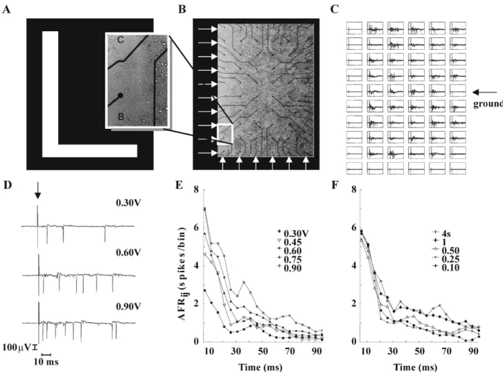 Fig. 1. Mapping an image into the stimulation of a neuronal culture. (A) 10 2 6 binary image of a b used as the stimulation pattern of a neuronal culture grown over a 10 2 6 MEA manufactured by MCS