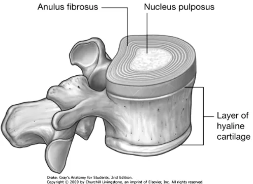 Figure 4 Lumbar vertebrae and intervertebral disc