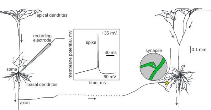 Figure 1.1: Two interconnected cortical pyramidal neurons (hand drawing) and in vitro recorded spike.