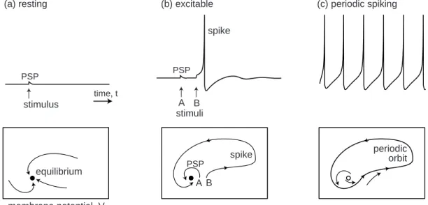 Figure 1.9: Resting, excitable, and periodic spiking activity correspond to a stable equilibrium (a and b) or limit cycle (c), respectively.