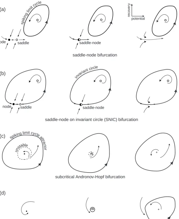 Figure 1.12: Four generic (codimension-1) bifurcations of an equilibrium state leading to the transition from resting to periodic spiking behavior in neurons.