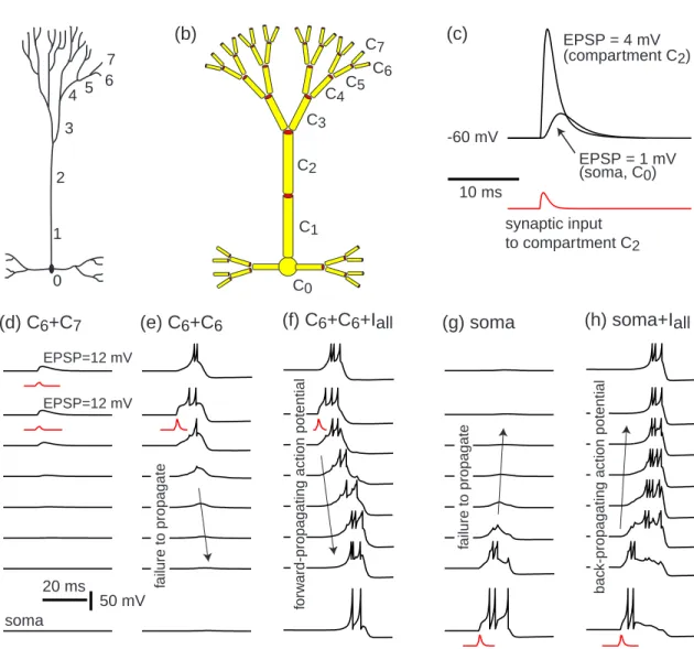 Figure 8.22: (a) Hand drawing and (b) a 47-compartment representation of a layer 5 pyramidal neuron