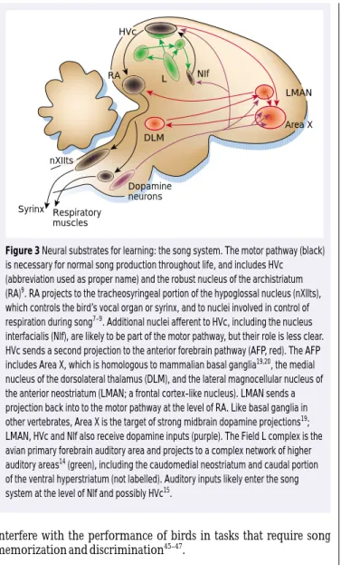 Figure 3 Neural substrates for learning: the song system. The motor pathway (black) is necessary for normal song production throughout life, and includes HVc (abbreviation used as proper name) and the robust nucleus of the archistriatum (RA) 9 