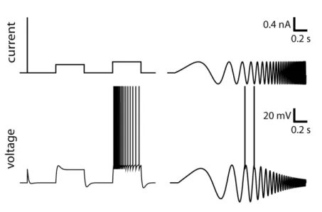 Fig. 5 The responses of the LIF with a single linearized current. A short but strong pulse will generate a jump in potential which will then relaxes with an undershoot