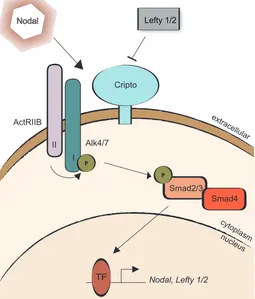 Fig. 2. Model of Nodal signaling. Nodal, a member of the TGFrepress the pathway in a dose-dependent manner