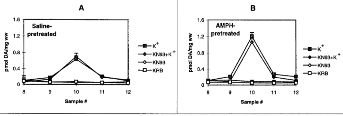 Figure 5. The effect of Ca 21 and KN-93 on [H 3 ]DA uptake in AMPH- AMPH-and saline-pretreated rats