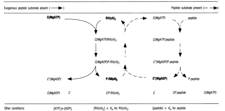 Table 2 Scheme explaining preferential dephosphorylation of P-RII In the presence of kiase peptide substrate