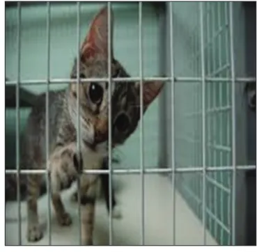 Fig. 2: A stressed cat in an artificial shelter