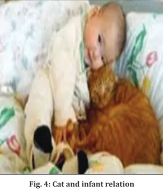 Fig. 4: Cat and infant relation