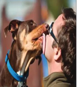 Fig. 5: Dog–owner interaction
