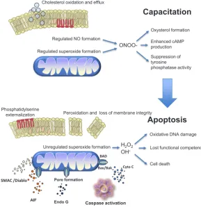 Fig. 1. Capacitation and apoptosis in mammalian spermatozoa. During capacita-tion the generation of ROS, particularly ONOO- leads to oxysterol production, which facilitates the removal of cholesterol from the plasmalemma and a consequential in-crease in me