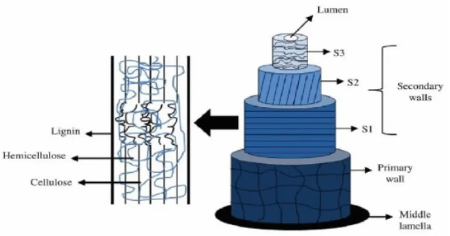 Figure 3.3-7 Schematic representation of plant fibre structure: S1-external secondary wall, S2-middle secondary wall and  S3-internal secondary wall