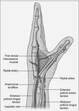 Figure 1 Anatomical snuff box