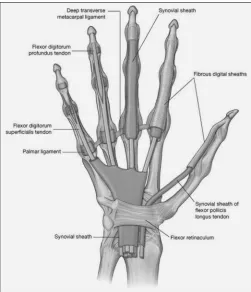 Table 1 Differential diagnoses5,13–16