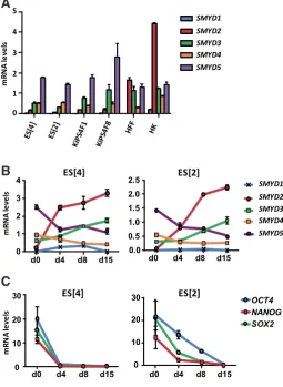 Fig. 1. Expression of SMYD family members during human embry-onic stem (ES) cell differentiation