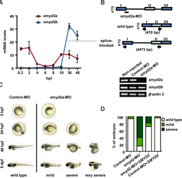Fig 4. smyd2a knockdown in zebrafish development. (A) smyd2a and smyd2b mRNA levels at different hours post fer-tilization (hpf)