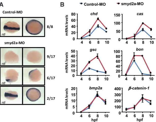 Fig. 5. Effects of smyd2a knockdown on gene expression during zebrafish gastrulation. (A) In situ hybridization of ntl in Control-MO and smyd2a-MO injected embryos at 6 hpf