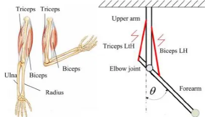 Fig. 1. Left graph is the physiological model of the elbow joint. Right graph is the simplified musculoskeletal model of the elbow joint [8]