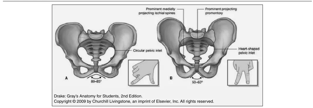 Figure 2 Structure of the bony pelvis. A. In women. B. In men. The angle formed by the pubic arch can be approximated by the angle between the thumb and index finger for women and the angle between the index finger and middle finger for men as shown in the insets.