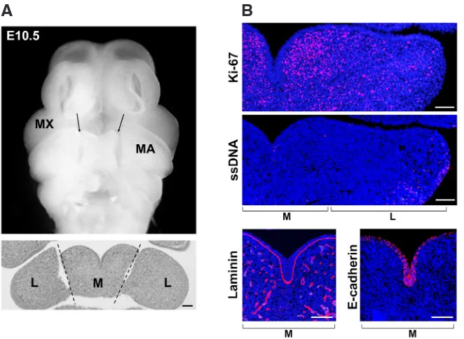Fig. 1. Appearance of developing mouse mandibular arch at E10.5. (A) Preparation of tis-sue samples for gene expression analysis