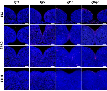 Fig. 3. Localization of Igf family proteins during the “merging” fusion of mandibular arch