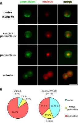 Fig. 4. Overexpression of GermesWT-DS results in mitotic inhibition of PGCs with mislocalized germ plasm