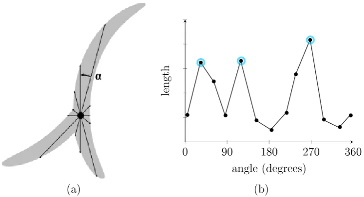 Figure 4.4: Finding line connectivity information via centrepoint projection.Internal line distances are measured outwards from the centrepoint (a) andplotted by length and angle