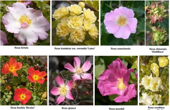 Fig.  1  :    Wild  Rose  species  with  very  primitive  characters
