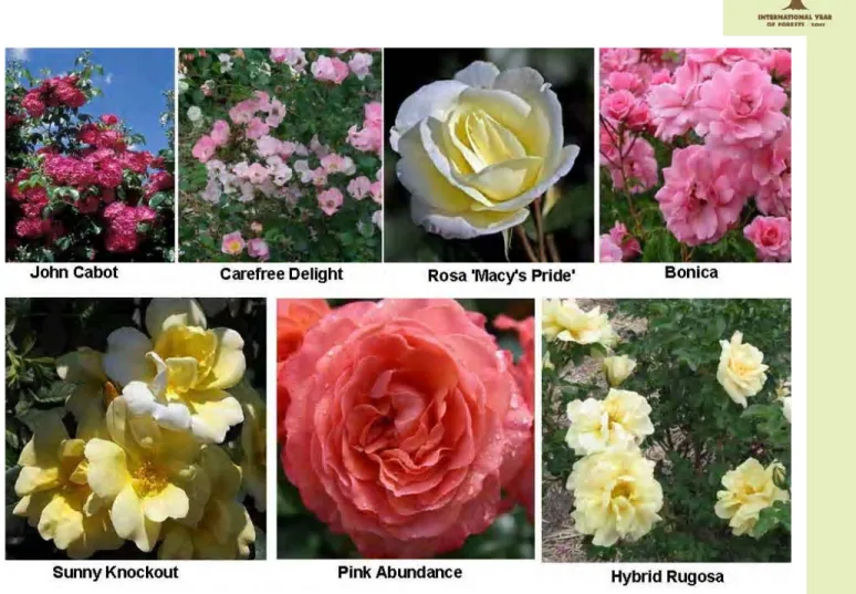 Fig.  2  :    Biodiversity  in  difference  cutivars  of  shrub  roses