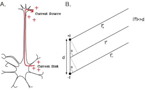 Figure 2: Model of extracellular potential generated by a single action potential. A: Positive ions flow into and out of a  neuron due to one action potential