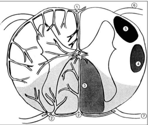 Figure 5 Schematic cross-sectional representation of the spinal cord vascular supply: 1 anterior spinal artery; 2 posterior spinal artery; 3 posterior column; 4 lateral corticospinal tract; 5 spinothalamic tract; 6 ventral root; and 7 dorsal root