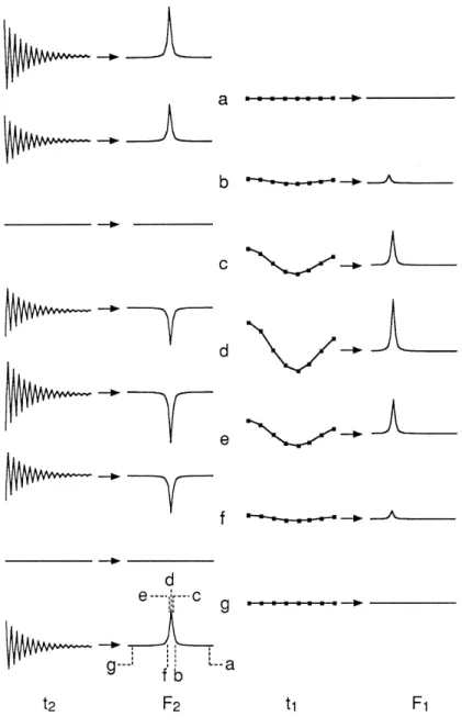 Illustration of how the modulation of a free induction decay by evolution during t 1  gives rise to a peak in the