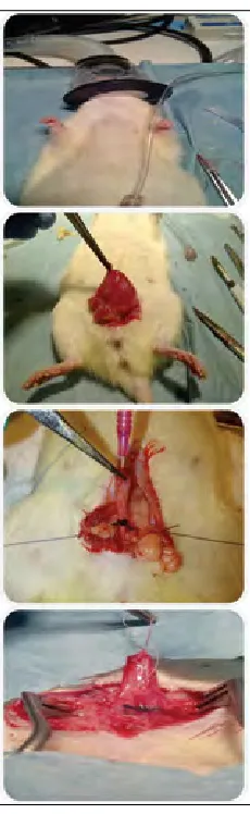 Fig. 1. Photographs of surgical induction of partial bladder outlet 