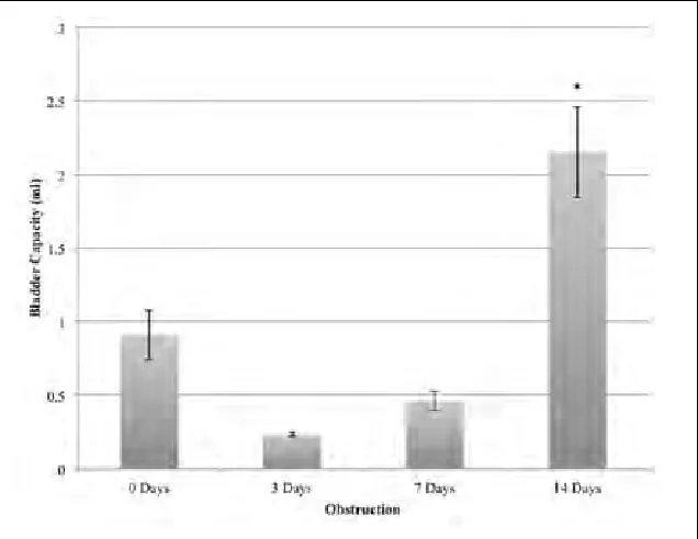 Fig. 2. Bladder pressure at end of filling, after 3,7, and 14 days of partial bladder outlet obstruction