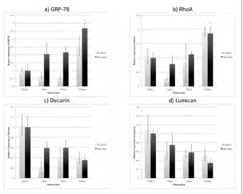 Fig. 4. A: Protein and mRNA expression of ER stress marker GRP78. B: Protein and mRNA expression of RhoA