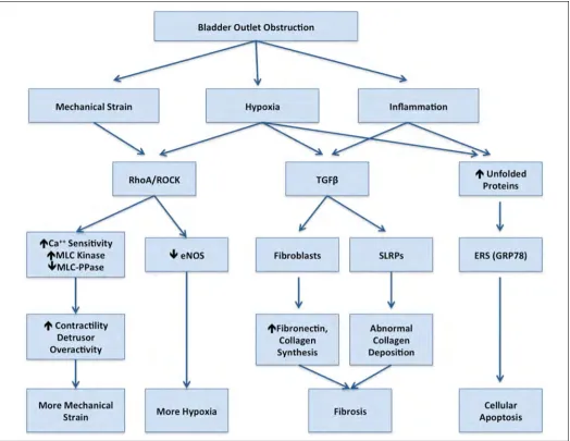 Fig. 5. Summary of detected proteins and their possible effects & interactions reported in the literature.