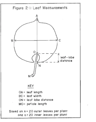 Figure 2-1: Leaf Measurements 