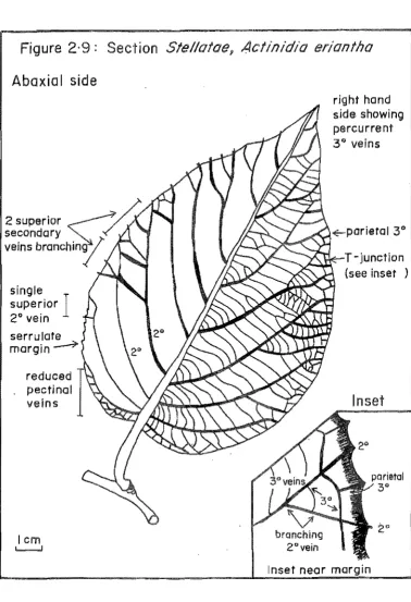 Figure 2·9: Section Stello/ae, Actin/dio erion/flo 
