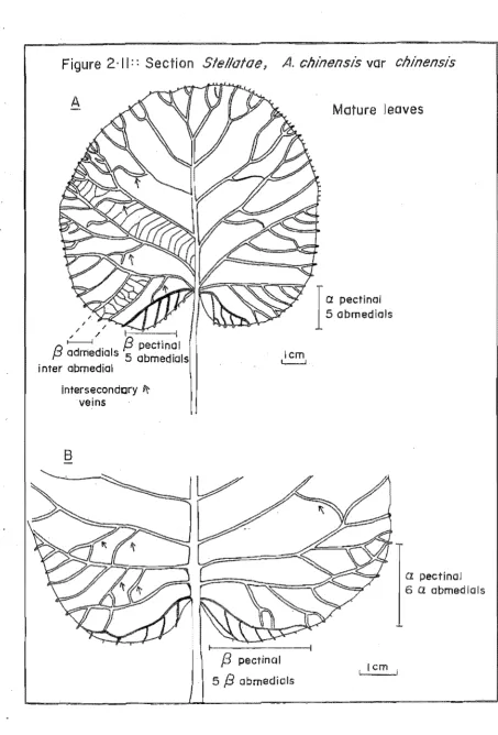 Figure 2 '11:: Section Sle//atae I 