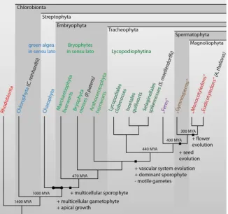 Fig. 2. Phylogenetic tree. Phylogenetic tree repre-senting the evolutionary relationships from red algae (Rhodobionta) to angiosperms (Magnoliophyta)