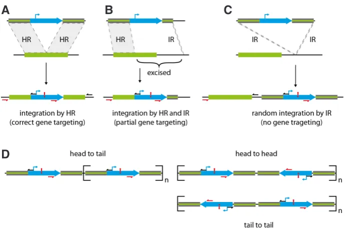 Fig. 4. Principle of gene targeting mechanisms and possible side effects. (A) Integration of 5’- and 3’-flanking region via HR resulting in precise gene targeting