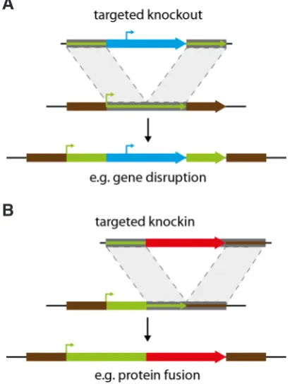 Fig. 5. Principles of knockout and knockin. (A) Integration of a knockout construct. (B) Integration of a knockin construct.