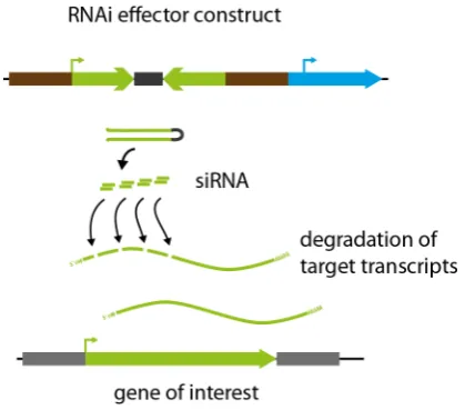 Fig. 6. Principle of RNA interference. Expression of a RNAi effector construct with inverted repeats homologous to an endogenous target gene leading to the expression of a double-stranded RNA stem loop that is processed into a diverse set of siRNAs that mediates target transcript degradation.