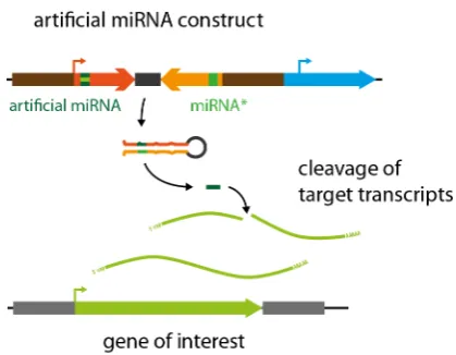 Fig. 7. Gene knockdown by artificial microRNAs. Expression of artifi-cial miRNA precursors harbouring miRNA complementary to the target transcript resulting in the processing of the amiRNA that mediates target transcript cleavage.