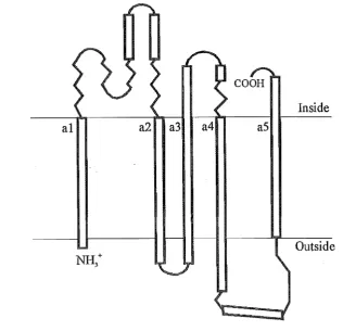 Figure 2.1. Proposed structure oftbe human ATPase 6 protein (modified from Cox et al., 1986)