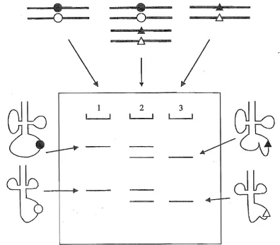 Figure 2.2. Diagrammatical representation of SSCP analysis. Circles represent normal bases with triangles being the mutated counterparts at the same position