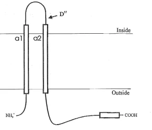 Figure 3.2. Proposed structure of the human COil polypeptide (derived from Tsukihara et al., 1996)